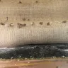 Stanley Steemer International - Home carpet cleaning - Photo 5