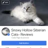 Snowy Hollow Siberian Cats - Review page on facebook