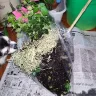 FTD Companies - Flower arrived in pieces - Photo 1