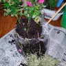 FTD Companies - Flower arrived in pieces - Photo 2