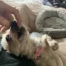 Terry’s Yorkies - Treatment of dogs