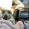 Terry’s Yorkies - Treatment of dogs