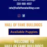 Hall of Fame Bulldogs - Selling sick puppies - Photo 1