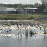 Sun Communities - Pond water level on the 13 hole riverside country club and marina , Ruskin fl - Photo 1