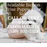 Anna Tea-Cup Pups - Fraud and scam the puppy was never real