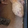 Petco - Reptiles - Photo 3