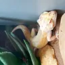 Petco - Reptiles - Photo 2