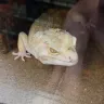 Petco - Reptiles