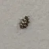 CarpetRight - Carpet Beetles