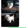 PuppyFind - A thief got my account - Photo 1