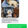 PuppyFind - A thief got my account