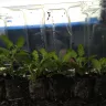 Direct Gardening - 4-boxes of broken stems, compost scattered, plants all over the place! - Photo 9