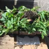 Direct Gardening - 4-boxes of broken stems, compost scattered, plants all over the place!