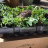 Direct Gardening - 4-boxes of broken stems, compost scattered, plants all over the place!