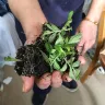 Direct Gardening - 4-boxes of broken stems, compost scattered, plants all over the place! - Photo 5