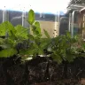 Direct Gardening - 4-boxes of broken stems, compost scattered, plants all over the place! - Photo 8