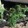Direct Gardening - 4-boxes of broken stems, compost scattered, plants all over the place! - Photo 3