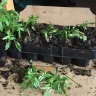 Direct Gardening - 4-boxes of broken stems, compost scattered, plants all over the place!
