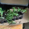 Direct Gardening - 4-boxes of broken stems, compost scattered, plants all over the place! - Photo 2