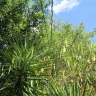 Florida Power & Light [FPL] - Tree trimming