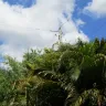 Florida Power & Light [FPL] - Tree trimming