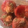 Costco - Geneticist Modified Tomatoes