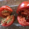 Costco - Geneticist Modified Tomatoes