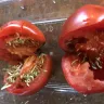Costco - Geneticist Modified Tomatoes - Photo 2