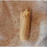 Panera Bread - Object in soup - Photo 1