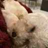 Betty's Teacup Yorkies - Toy poodle