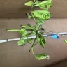 Nature Hills Nursery - Fuyu persimmon received damaged - Photo 1
