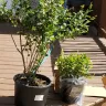 Home Depot - Online purchase of shrubs cost more and were smaller than expected