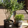 Home Depot - Online purchase of shrubs cost more and were smaller than expected - Photo 1