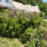 Re/Max - A bush that you guys had cut down in front of my property