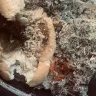Stater Bros Markets - Maggot sandwiches - Photo 4