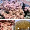 Costco - GROUND BEEF 88 % questionable - Photo 1
