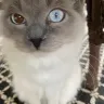 A Ragdoll to Love, Highspire, PA - Sick kitten she sold us