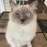A Ragdoll to Love, Highspire, PA - Sick kitten she sold us