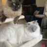 A Ragdoll to Love, Highspire, PA - Sick kitten she sold us