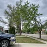 ComEd - Trim trees - Photo 1