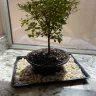 1-800-Flowers.com - Azalea bonsai large w/windchime