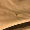 Days Inn - racial profiling / roaches - Photo 1