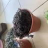 Shopee - Late delivery of plant ‘perishable item’ and I have to bear the cost - Photo 3