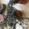 Shopee - Late delivery of plant ‘perishable item’ and I have to bear the cost - Photo 5