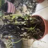 Shopee - Late delivery of plant ‘perishable item’ and I have to bear the cost - Photo 4