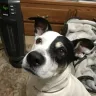 Sun Communities - My dog being evicted with no notice by my manager anthony palacios. - Photo 2