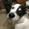 Sun Communities - My dog being evicted with no notice by my manager anthony palacios. - Photo 3