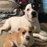 Sun Communities - My dog being evicted with no notice by my manager anthony palacios. - Photo 4