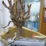 Lazada Southeast Asia - Ngọc Bích tree: Lazada VN delivered dead tree in cheap plastic bottle versus alive tree in ceramic bottle as picture advertisement