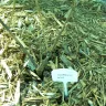 Exciting Gardens - Dead plants arrived - Photo 2